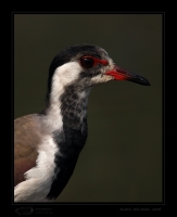 _MG_3351-Red-Wattled-Lapwing.jpg