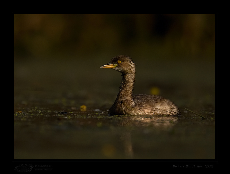 _MG_3549-Little-Grebe.jpg