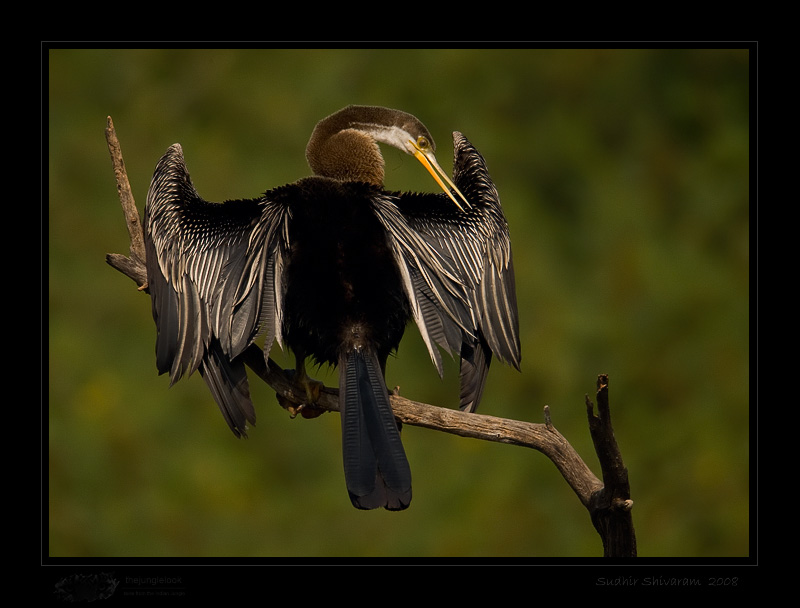 _MG_3467-Darter.jpg