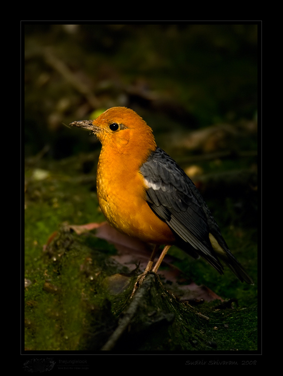 _MG_3566-Orange-Headed-Ground-Thrush.jpg