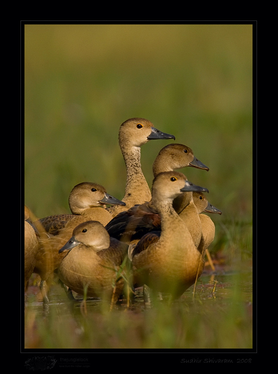 _MG_3621-Lesser-Whistling-Ducks.jpg