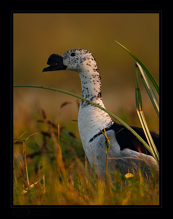 _MG_3793-Comb-Duck.jpg