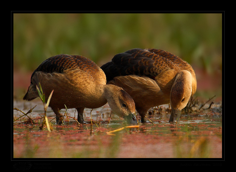 _MG_4040-Lesser-Whistling-Duck.jpg