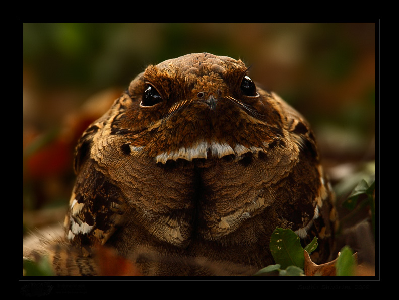 _MG_4332-Long-Tailed-Nightjar.jpg