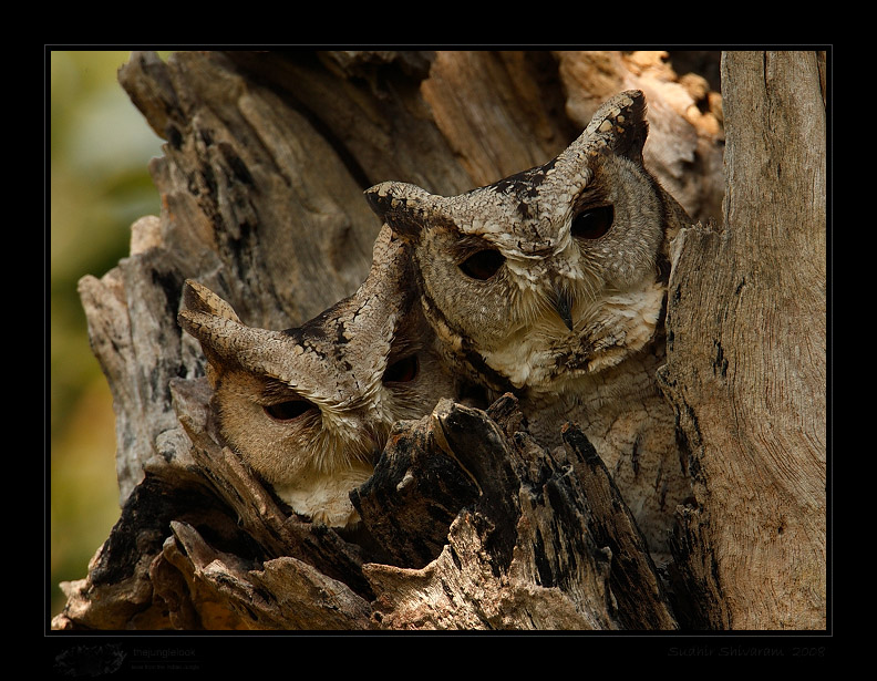 _MG_9725-Scops-Owl.jpg