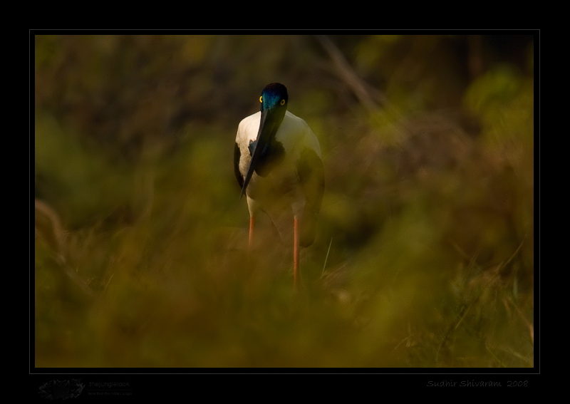 _MG_3287-Black-Necked-Stork.jpg