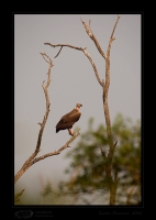 _MG_4291-King-Vulture.jpg