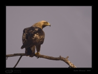 _MG_4389-Imperial-Eagle.jpg