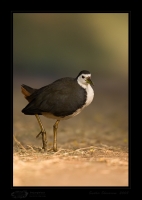 _MG_5653-White-Breasted-Waterhen.jpg