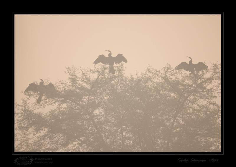_MG_4623-Darter.jpg