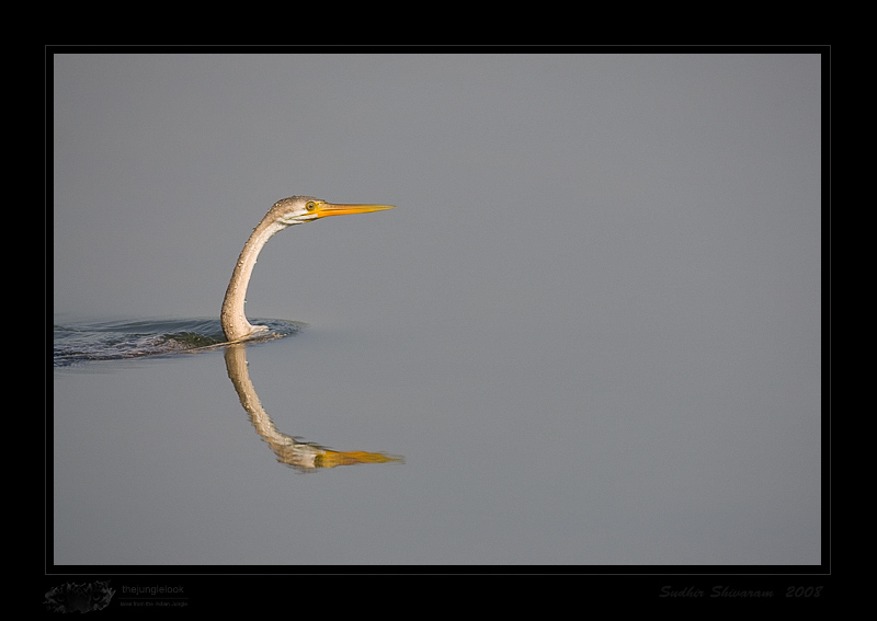 _MG_5769-Darter.jpg