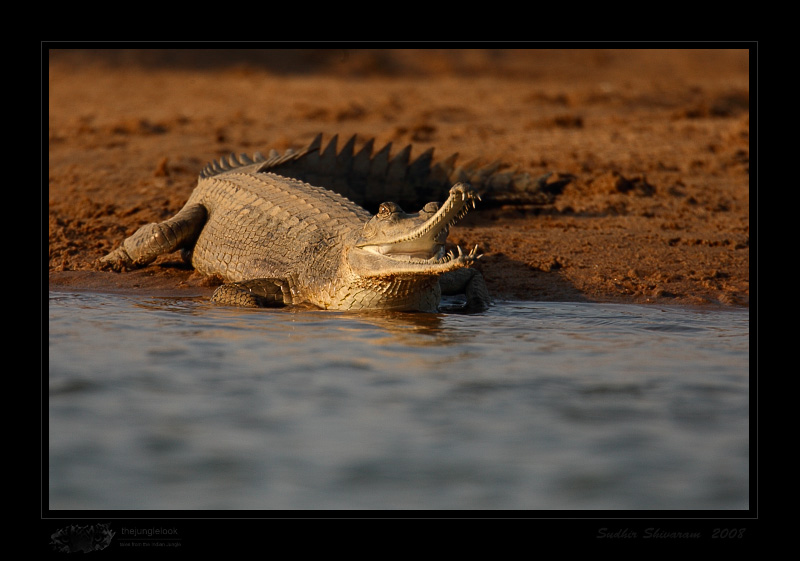 _MG_0088-Gharial.jpg