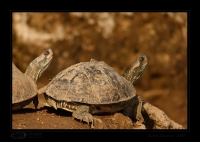 _MG_1451-Turtle.jpg