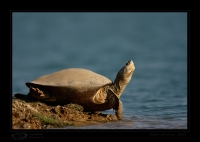 _MG_1521-Turtle.jpg