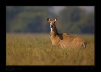 _MG_2336-Nilgai.jpg