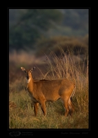 _MG_3079-Nilgai.jpg