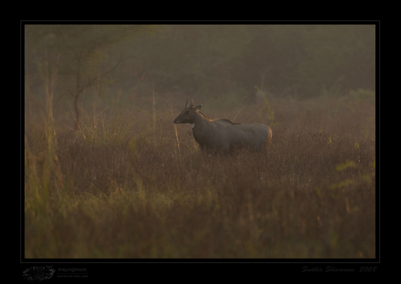 _MG_3062-Nilgai.jpg