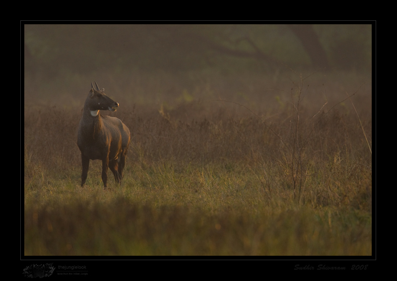 _MG_3069-Nilgai.jpg
