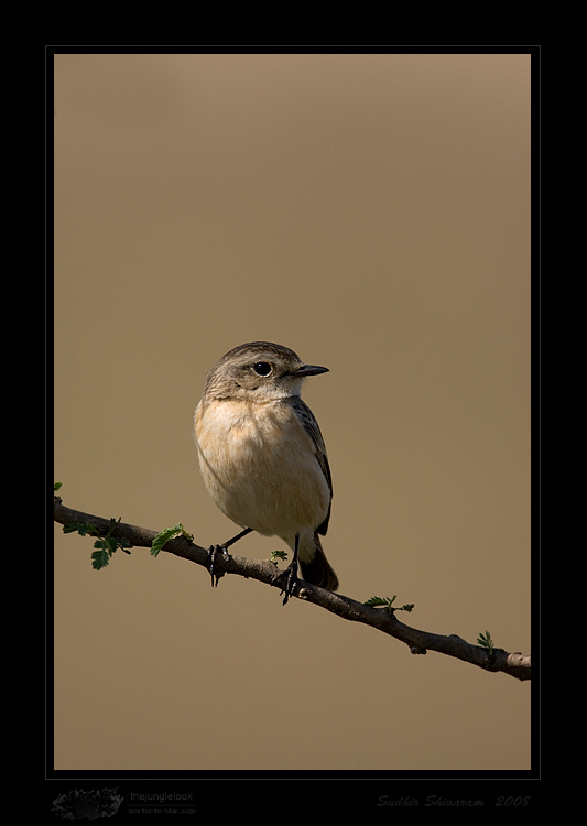 _MG_0307-Common-Stonechat.jpg