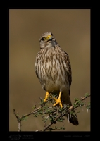 _MG_0389-Common-Kestrel.jpg