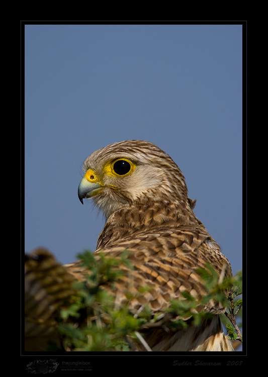 _MG_0426-Common-Kestrel.jpg