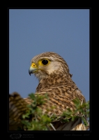 _MG_0426-Common-Kestrel.jpg