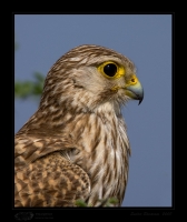 _MG_0450-Common-Kestrel.jpg