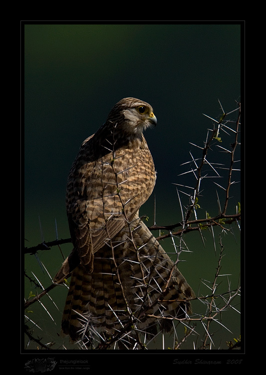 _MG_0474-Common-Kestrel.jpg