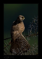 _MG_0474-Common-Kestrel.jpg