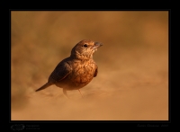 _MG_9995-Rufous-Tailed-Lark.jpg