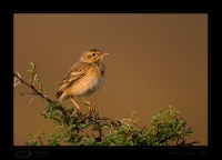 _MG_0561-Paddyfield-Pipit.jpg