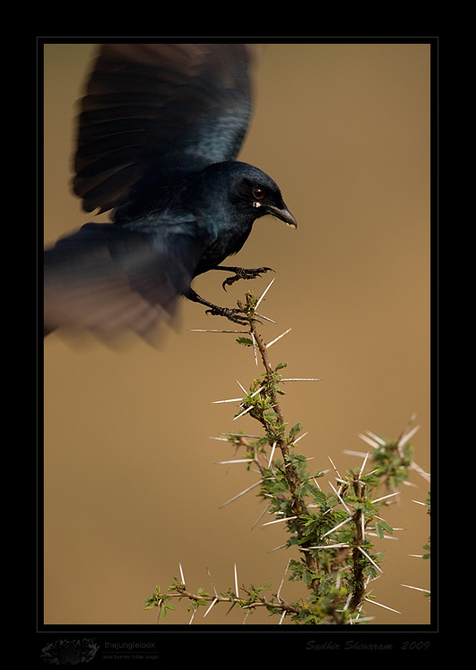 _MG_0676-Black-Drongo.jpg