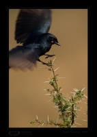 _MG_0676-Black-Drongo.jpg