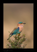 _MG_0775-Indian-Roller.jpg