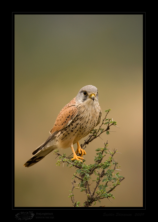 _MG_0865-Common-Kestrel.jpg