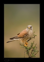 _MG_0887-Common-Kestrel.jpg