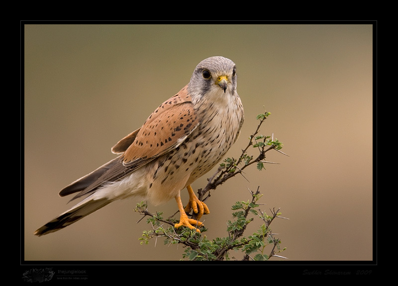 _MG_0892-Common-Kestrel.jpg