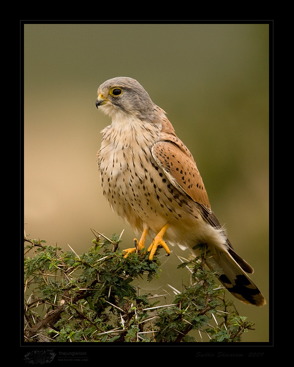 _MG_0951-Common-Kestrel.jpg