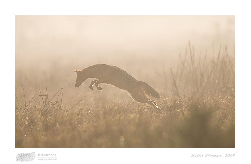 _MG_0553-Jackal.jpg
