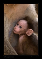 _MG_1119-Bonnet-Macaque.jpg