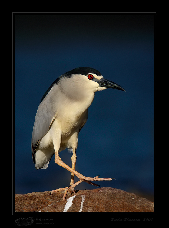 _MG_1624-Black-Crowned-Night-Heron.jpg