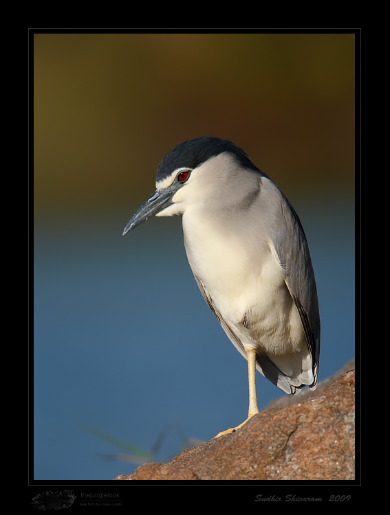 _MG_1651-Night-Heron.jpg