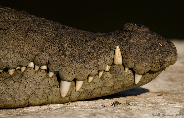 _MG_1756-Crocodile.jpg
