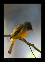 _MG_1861-Grey-Headed-Canary-Flycatcher.jpg