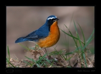 _MG_1953-Indian-Blue-Robin.jpg