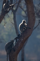 _MG_3025-Langur.jpg