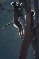 _MG_3162-Langur.jpg