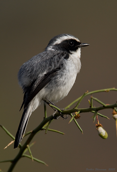 _MG_3826-Grey-Bushchat.jpg