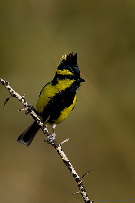 _MG_3831-Black-Lored-Tit.jpg