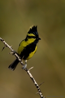 _MG_3831-Black-Lored-Tit.jpg